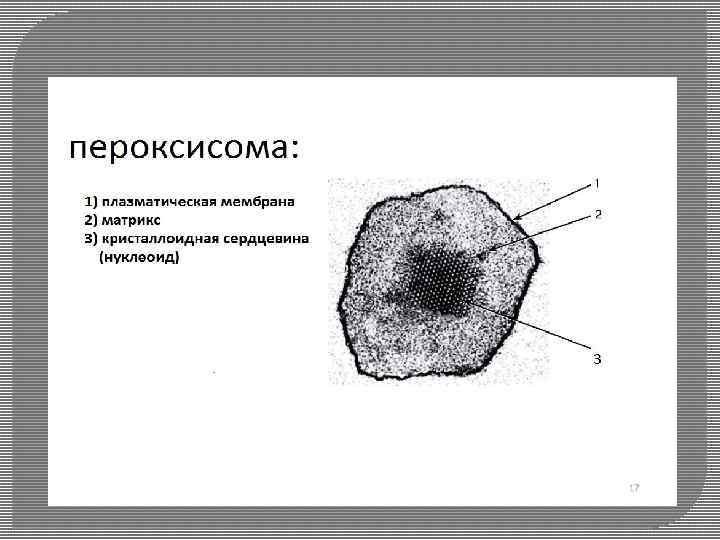 Микротельца строение и функции