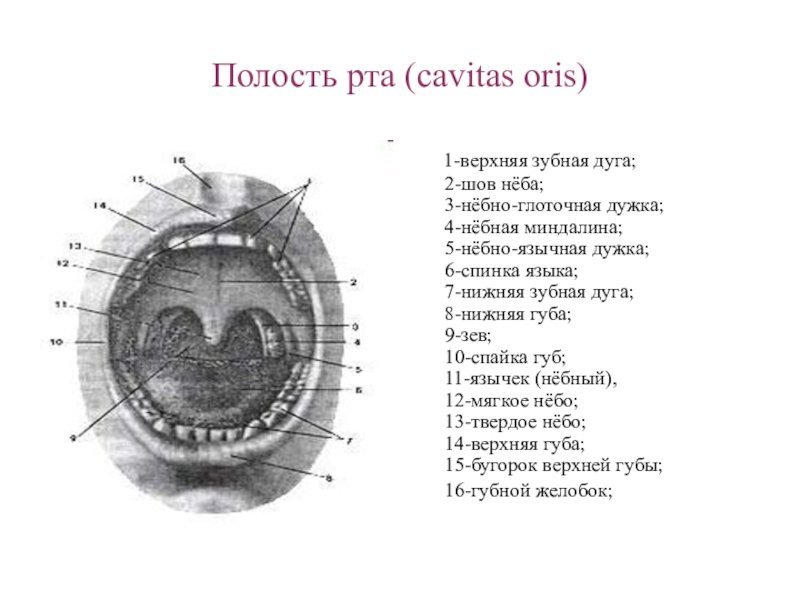 Небные дужки