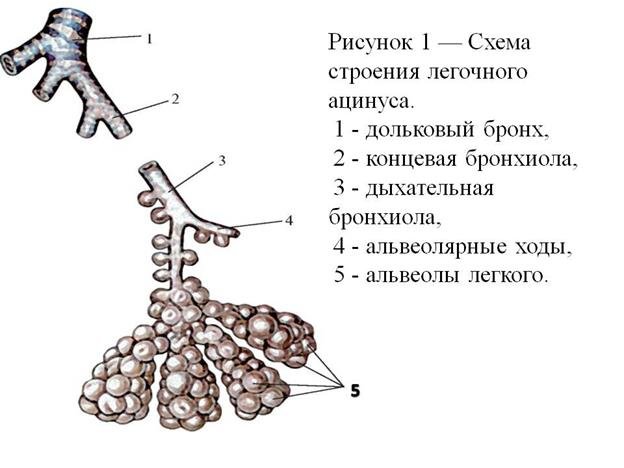 Структуры строения легочного ацинуса