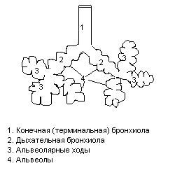 Схема строения ацинуса легкого