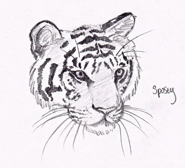 Рисунки тигров карандашом