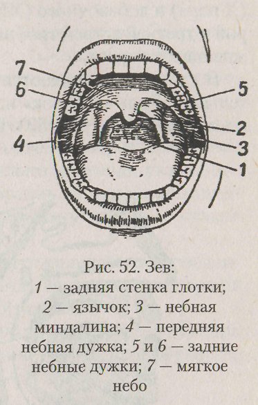 Передние и задние небные дужки