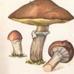 Масленок рисунок карандашом