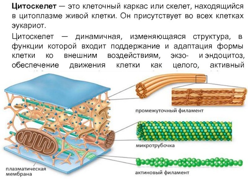 Функции цитоскелета