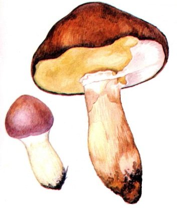 Маслёнок рисование