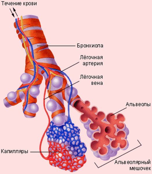Альвеолы легких строение