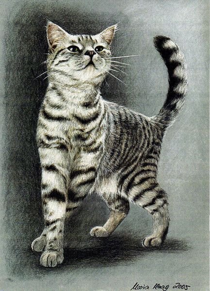 Полосатый кот