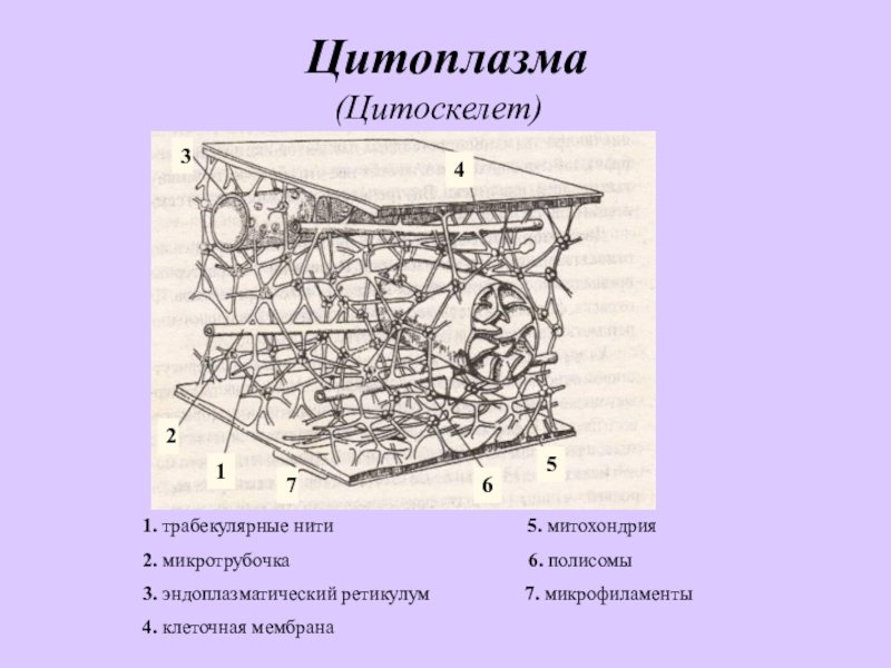 Цитоскелет нейрона микротрубочки микрофиламенты