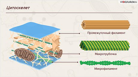 Цитоскелет клетки органоид