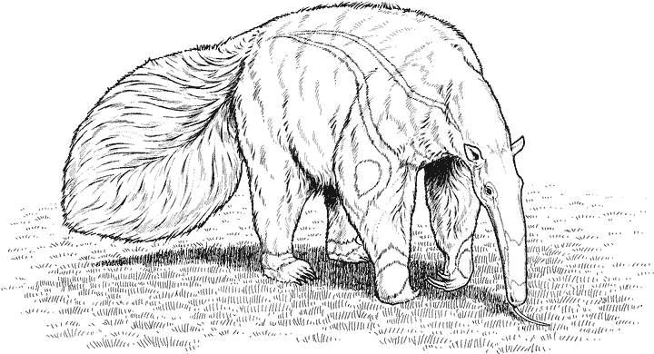 Муравьед рисунок