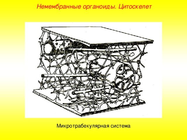 Элементам клеточного цитоскелета