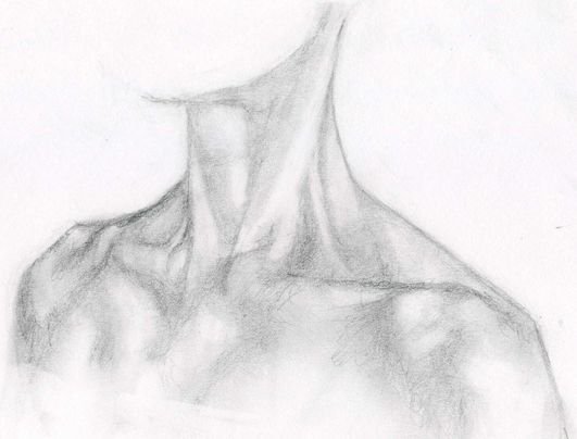 Ключицы рисунок