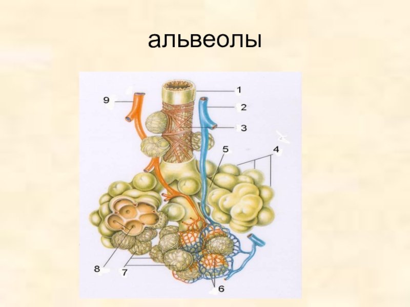 Строение легочной альвеолы