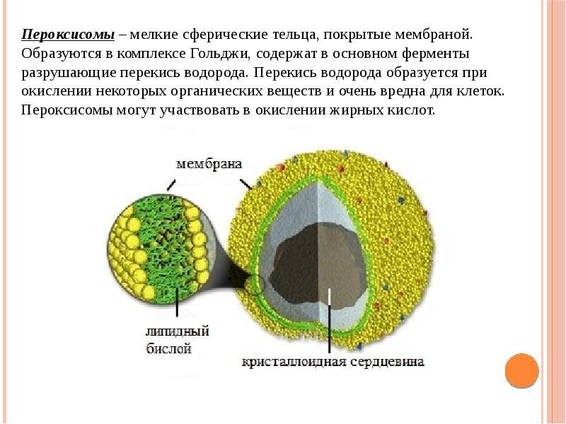 Схема строения пероксисомы