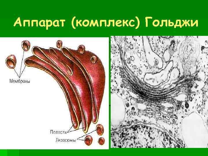Аппарат Гольджи канальцы