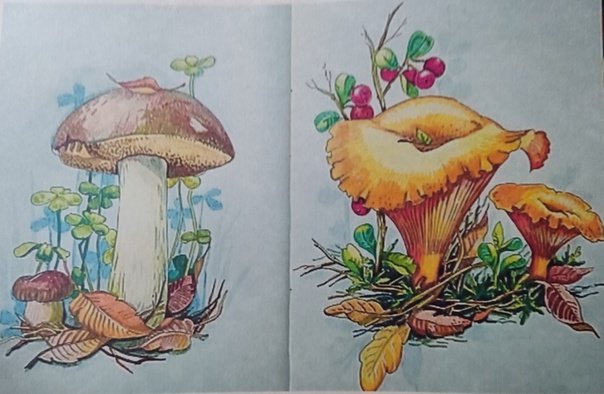 Гриб рисунок