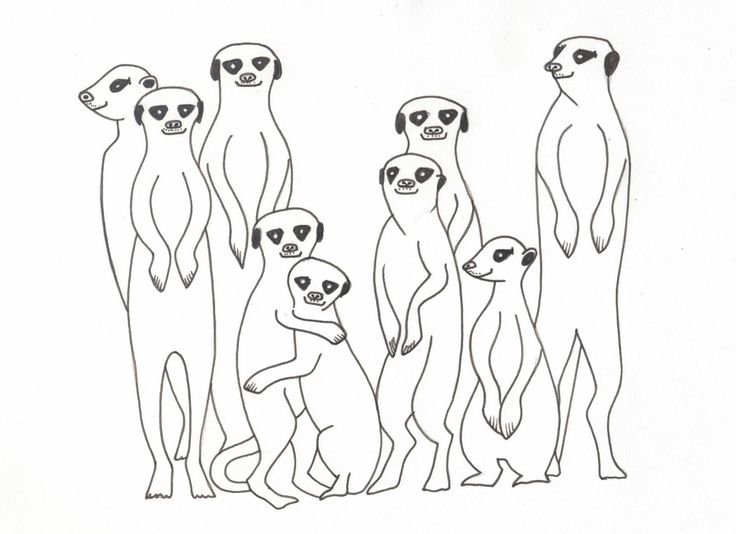 Сурикат легкие