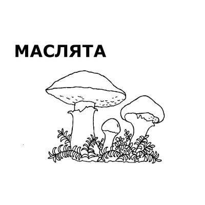 Раскраска гриб сыроежка