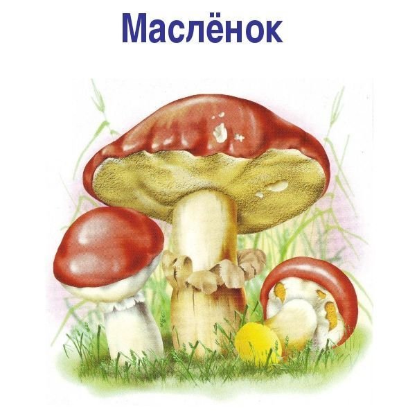 Маслята картинка для детей