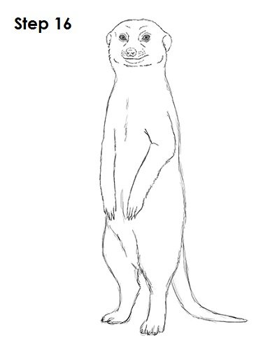 Рисунок суриката