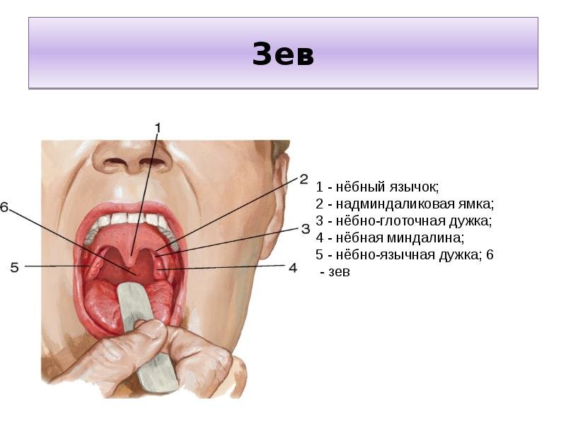 Перешеек зева строение гортани