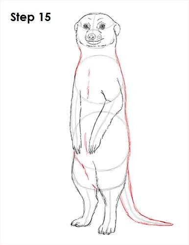 Сурикат раскраска