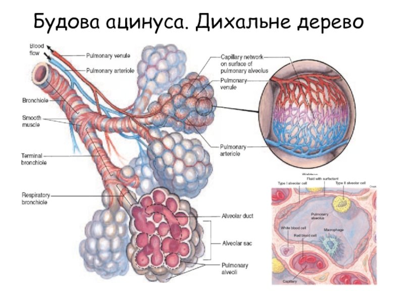 Островки Ларгенганса в окружении ацинусов