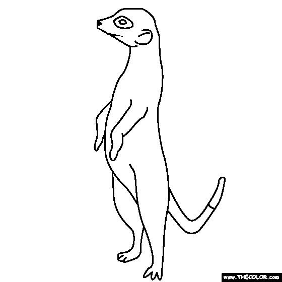 Сурикат раскраска