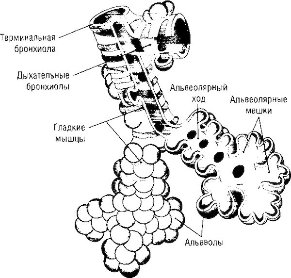 Ацинус и альвеолы анатомия