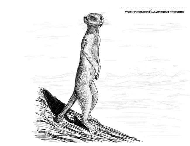 Сурикат рисунок карандашом