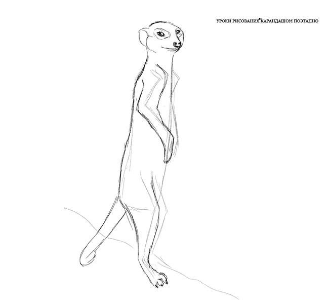Рисунок суриката карандашом