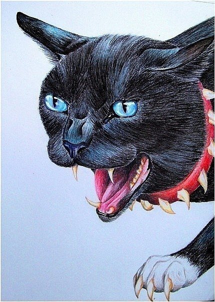 Коты Воители злые