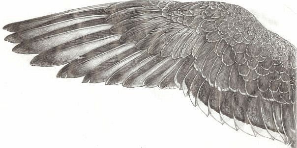 Крыло птицы
