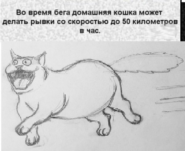Скорость бега домашней кошки