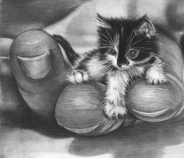 Кот карандашом