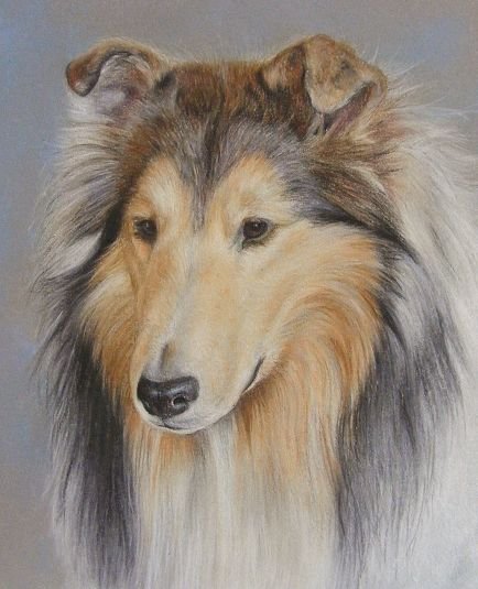 Собака колли рисунок