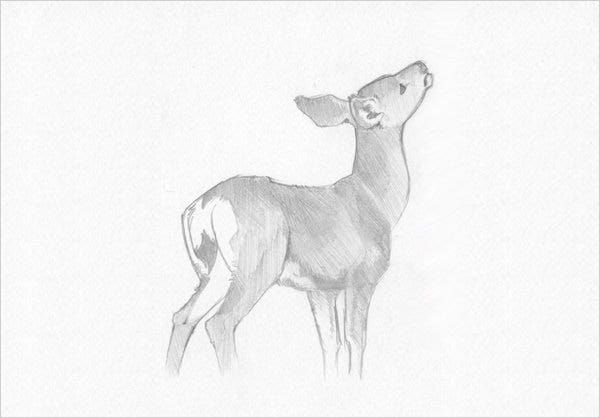 Косуля рисунок карандашом