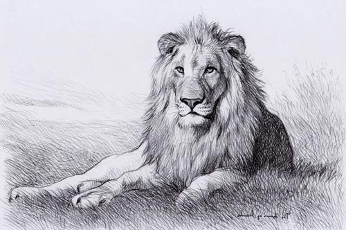 Лев карандашом