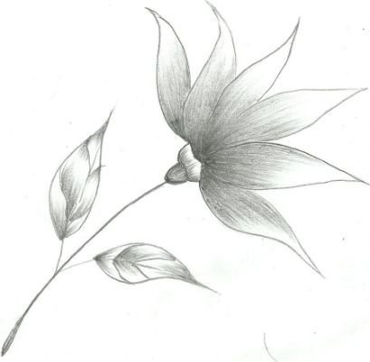 Цветы рисунок карандашом