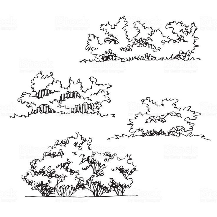 Кустарник карандашом