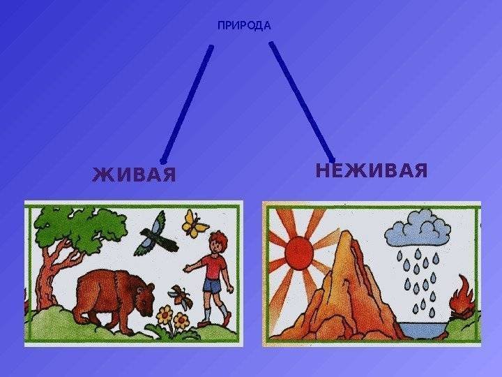 Рисунок Живая и неживая природа