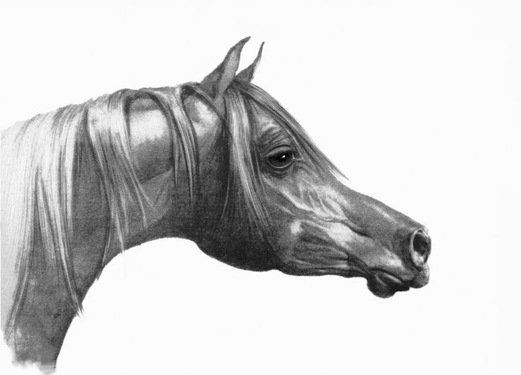 Лошадь рисунок