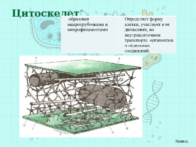 Цитоскелет клетки растений