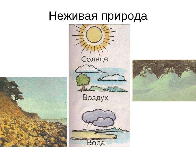 Живая и неживая природа картинки