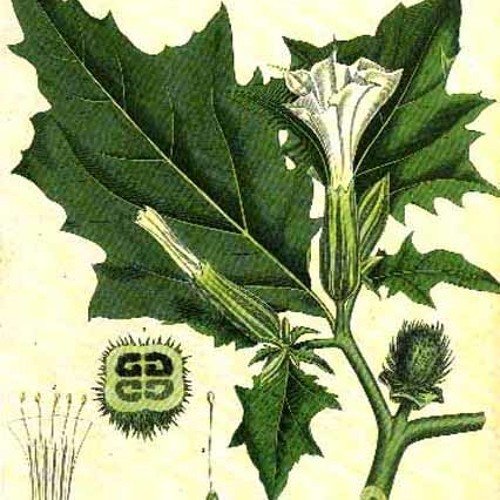 Datura stramonium гербарий