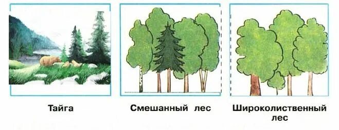 Широколистный лес
