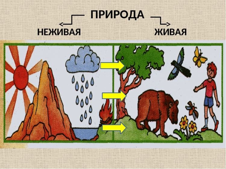 Связь между живой и неживой природой