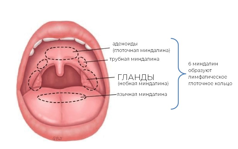 Миндалины лимфоэпителиального кольца Пирогова-Вальдейера
