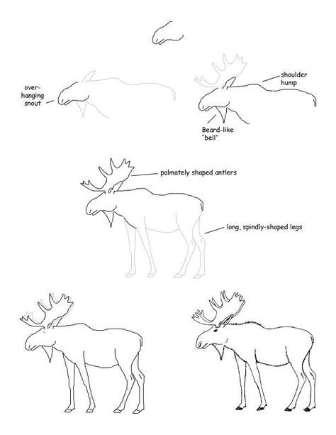 Рисование Лось