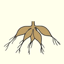 Корневые клубеньки рисунок